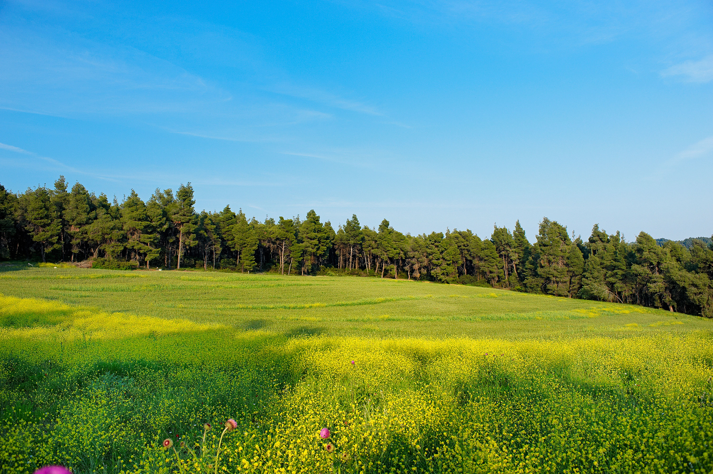 Mendi Hotel Halkidiki